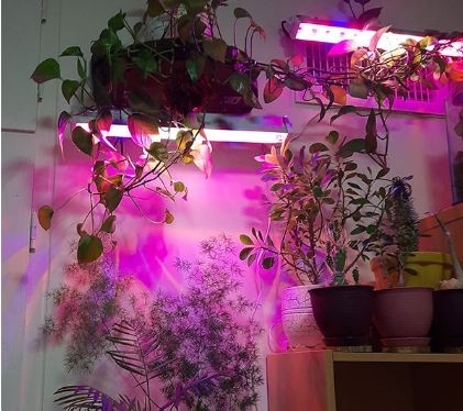 تصویر  چراغ وال واشر ال ای دی 10 وات رشد گیاه 30 سانت
