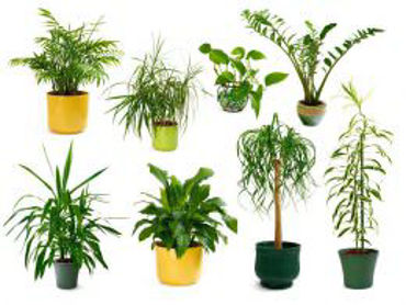 تصویر برای دسته  نور گیاهان آپارتمانی